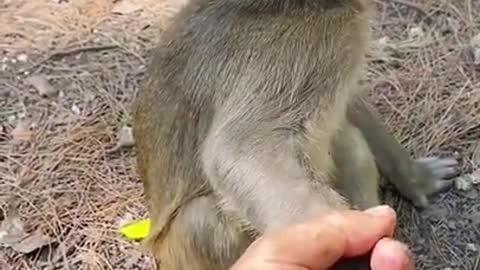 Funny little Monkey Video