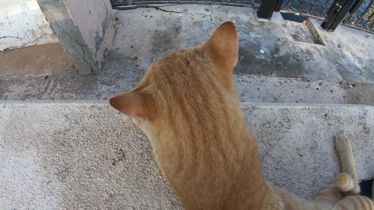 ED SHEERAN - Homeless cat in Ras Al Khaimah, UAE #cat #cats #EdSheeran #emirates #pet #ae #UAE #pets