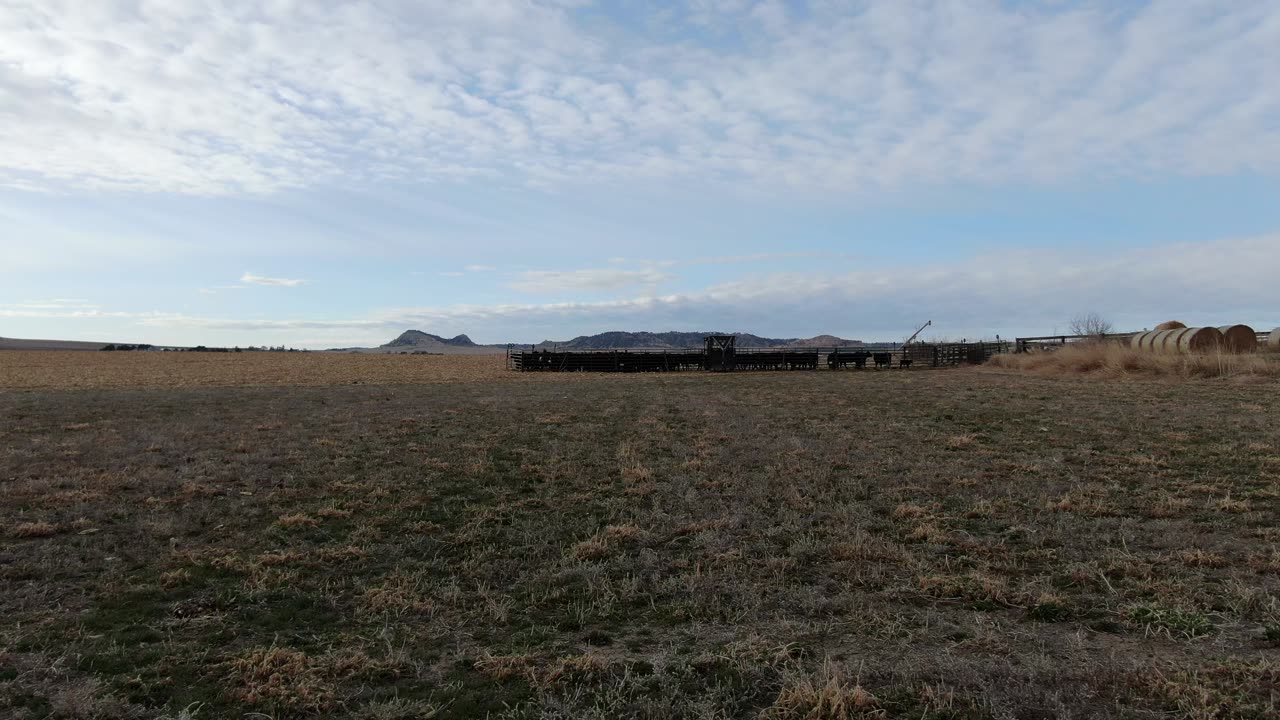 Loading Cattle #10