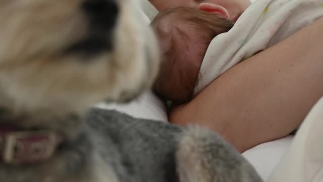 Dog and baby sleeping to home