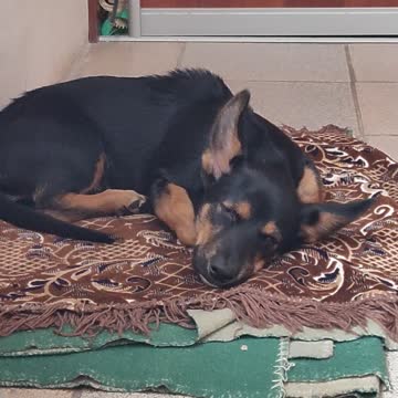 Puppy has a nightmare