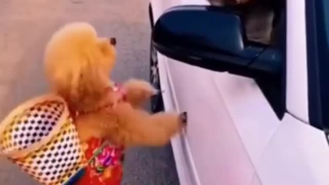 Funny Dog Videos 2022