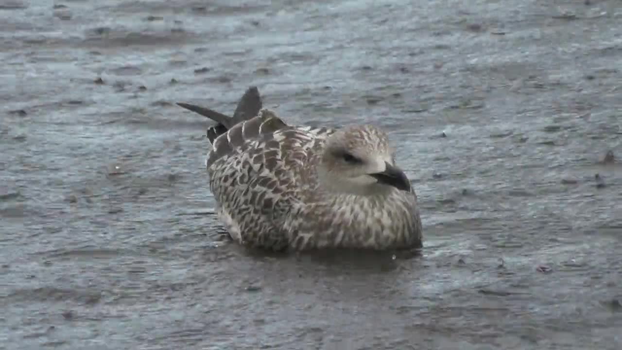 Seagull Seabirds Swimming Water Animal