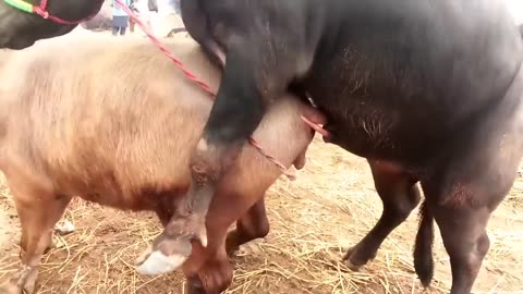 Animal S£X Mating buffalo Hd