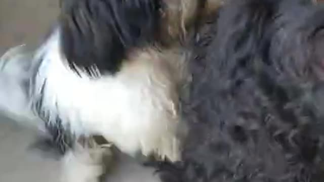 peludinho e peludinha