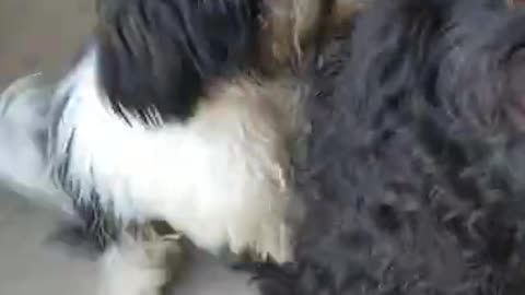 peludinho e peludinha