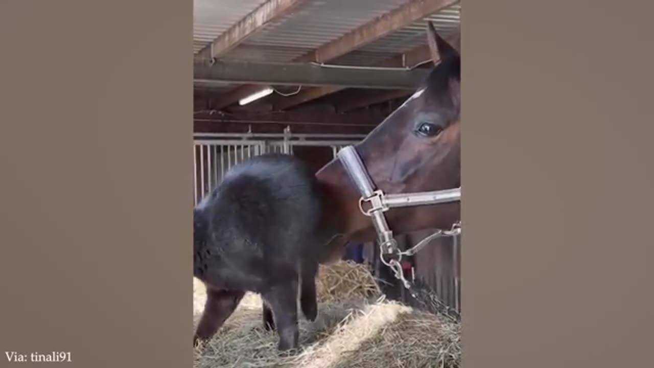 Cute 🥰 horse 🐴 funny videos