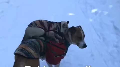 Dog carrying Cat on back