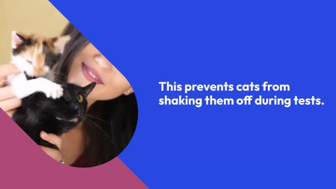 Cats in the Hats: New Technique Transforms How Scientists Scan Cats’ Brains