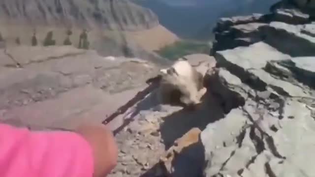 Look what this marmot did to this hiker woman 🤣🤣🤣