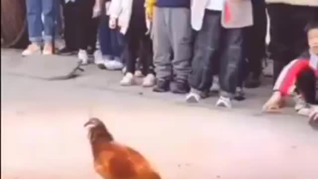 Adult Rooster Vs. Baby Chick