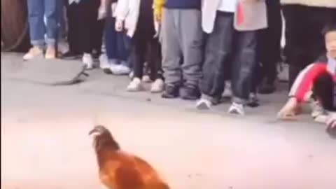 Adult Rooster Vs. Baby Chick