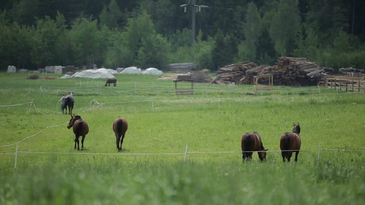 Horses grazing in the field inside white fence. Back view