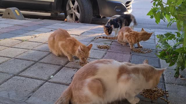 Amazing Cute Orange Hungry Cats