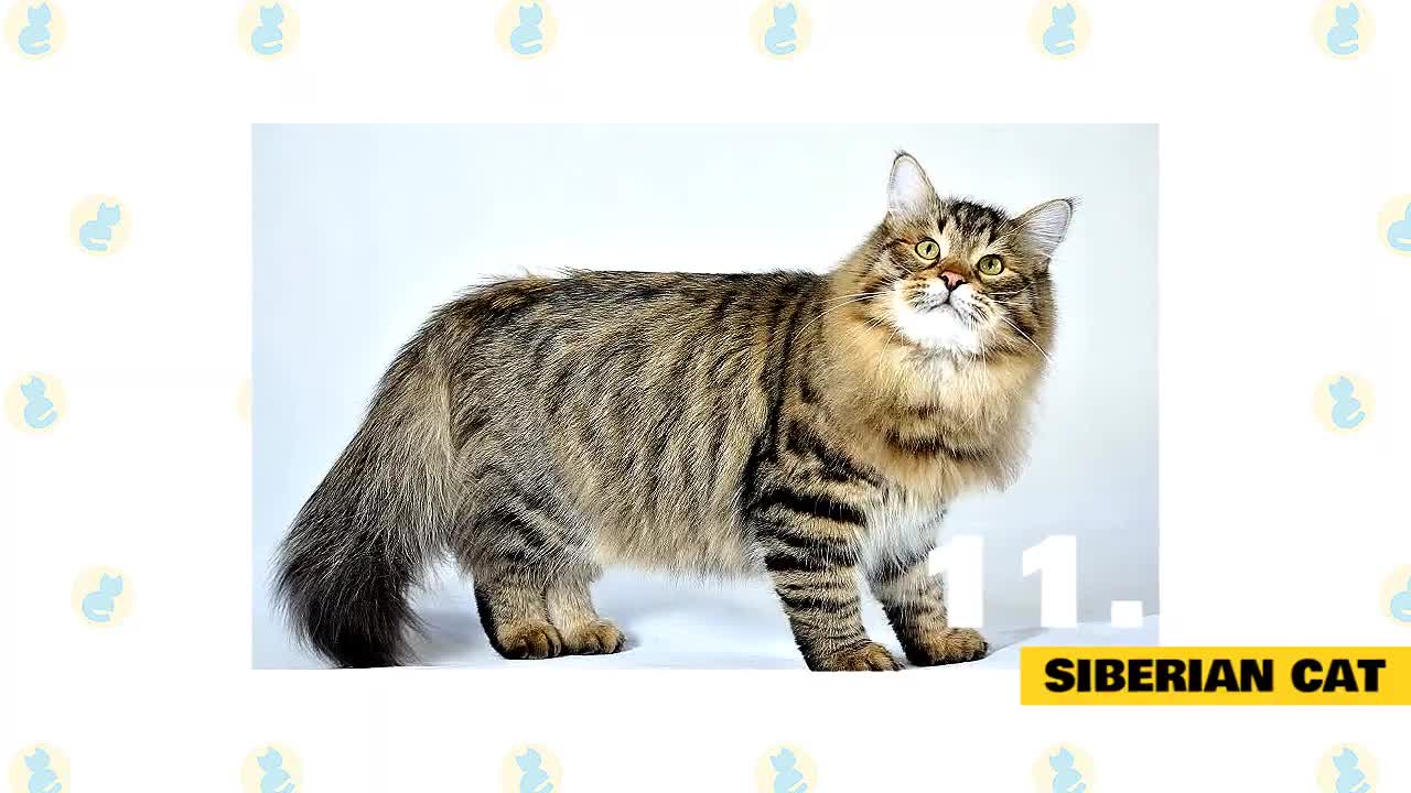 Best Cat Breeds for First Time Owners
