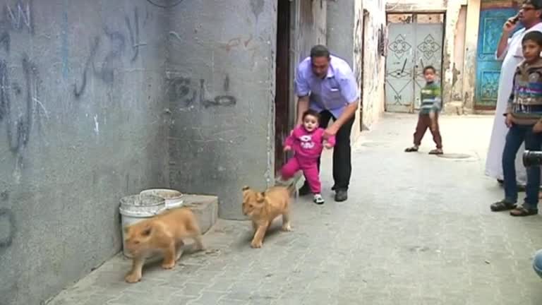 Gaza zoo sells lion cubs to local family