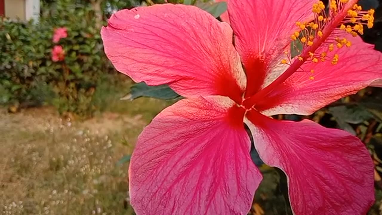 Flower 🔥🔥
