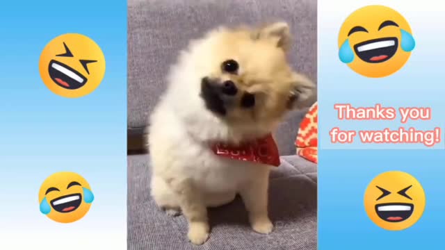 Funny and cute cats and dogs life 2021