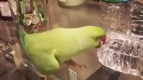 Parrot drinks water