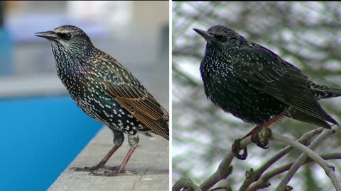 birds looking for someone | Common starling