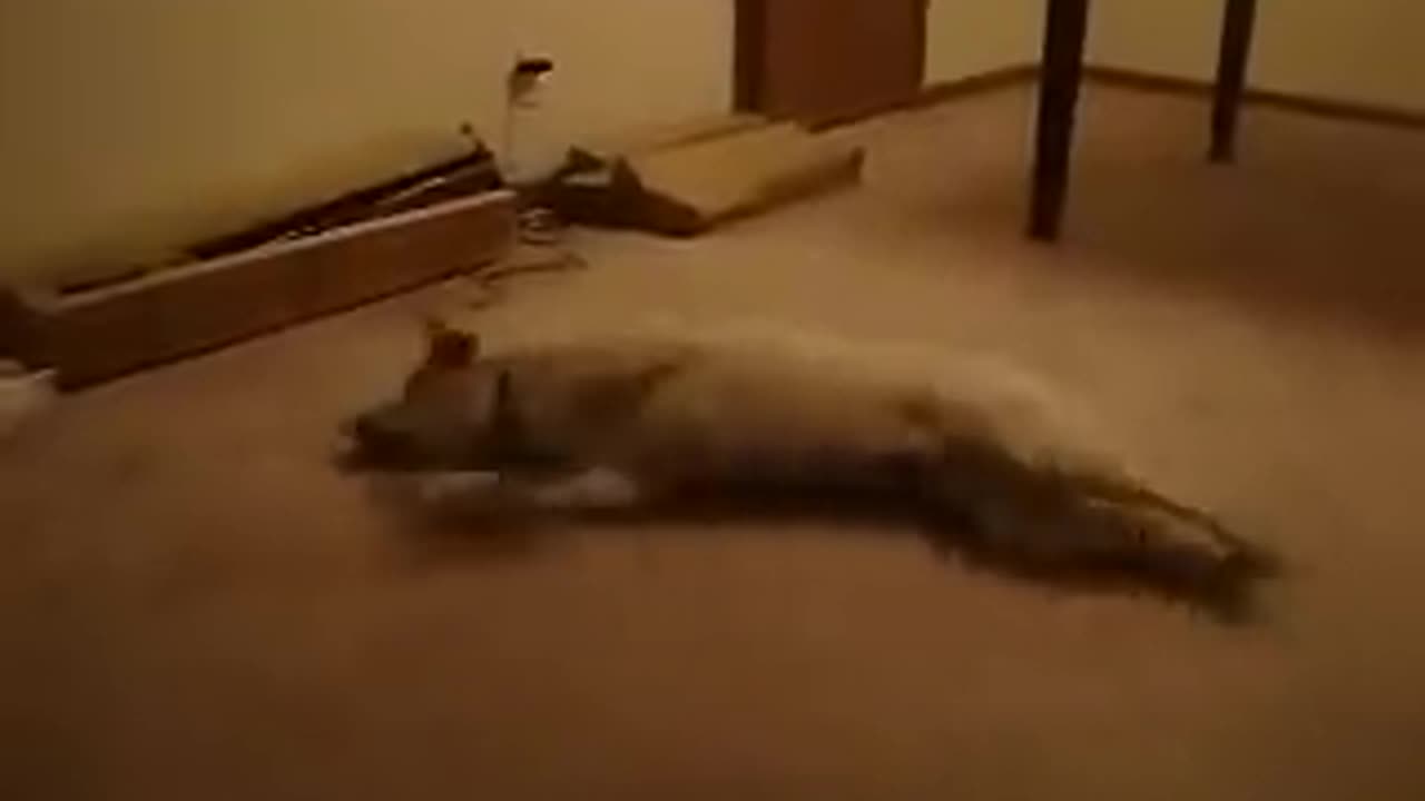 Bizkit the Sleep Walking Dog