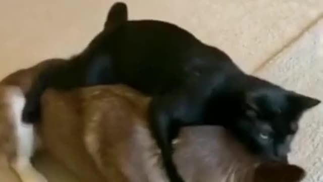 Kitten doing massage and other beautiful animals doing art