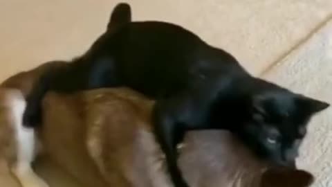 Kitten doing massage and other beautiful animals doing art