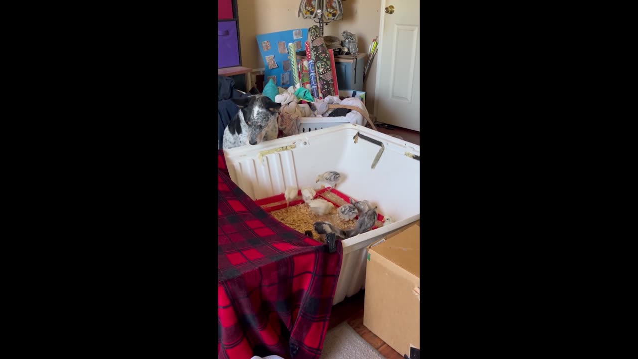 Dog Keeps Chickens Safely Contained