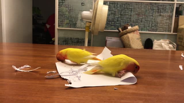 Love Bird Parrots Make Their Own Feathers Out of Paper