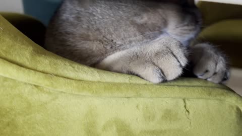 "Paws and Claws: Feline Follies - A Meow-tastic Comedy!"
