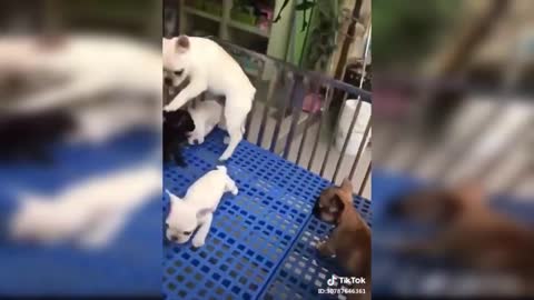 Funny Dog Vines Compilation _ Are cats and dogs against each other_
