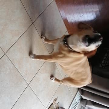 Teasing our french bulldog with his dinner