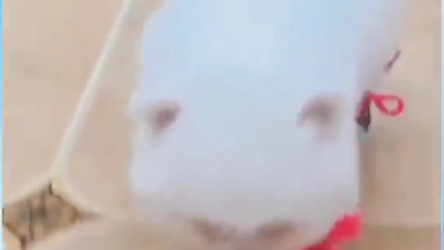 Funny Dog With Boots