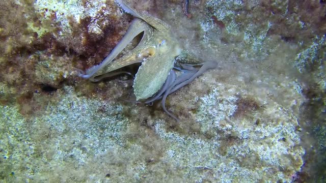 The octopus was scared when it spotted the scubadiver and kept changing color with the reef