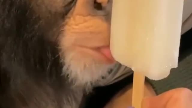 My monkey licking ice-cream in style