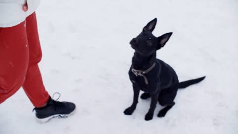 ropped shot of person feeding black dog on white snow