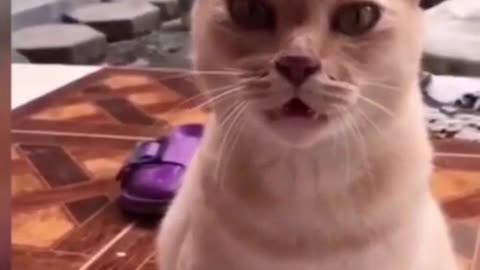 Singing cat