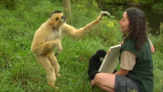 Cute Gibbons Playing