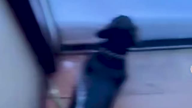 Dog Fall in Snow 😂😂😂😂