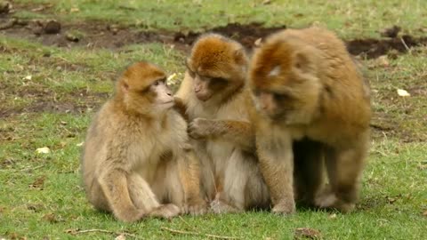 Monkey takes care of her kid, Parents love watch it