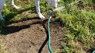 Dog "Owns" Sprinkler