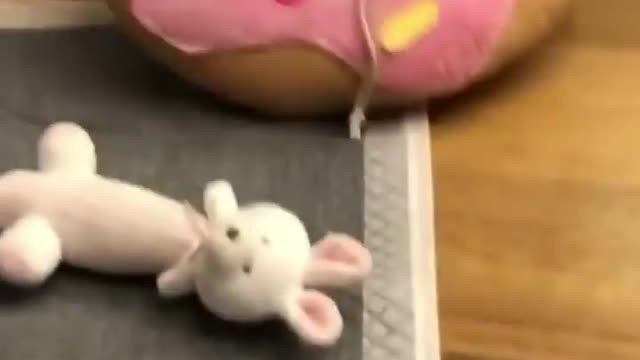 Cute and Funny Puppy Videos