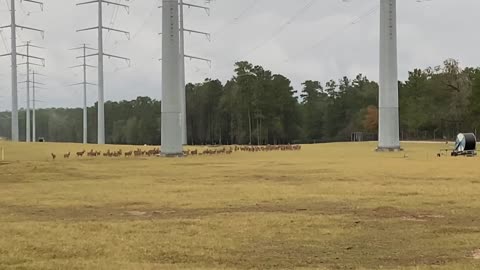 Axis Deer Stampede