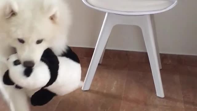 White dog grabs stuffed toy panda from chair