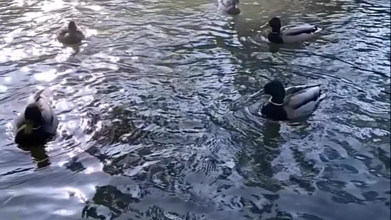 Ducks- Nature's Delightful Wonders of Water and Land