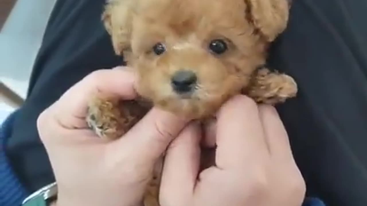 Cute dog | puppy 😍 this is so funny | baby puppy dog | cute puppy