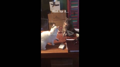 a collection of funny animal videos to relieve stress #1