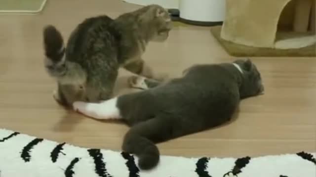 Funny cat video try not to laughing