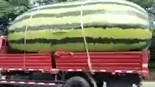 See How the world's biggest watermelon is transported.