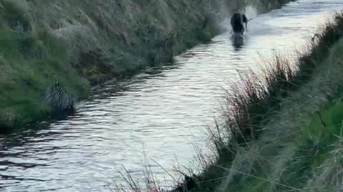 Athletic dog splashing through water